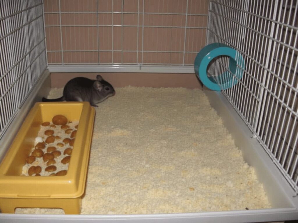 A chinchilla cage setup with adequate space, bedding, and temperature control for a healthy environment.
